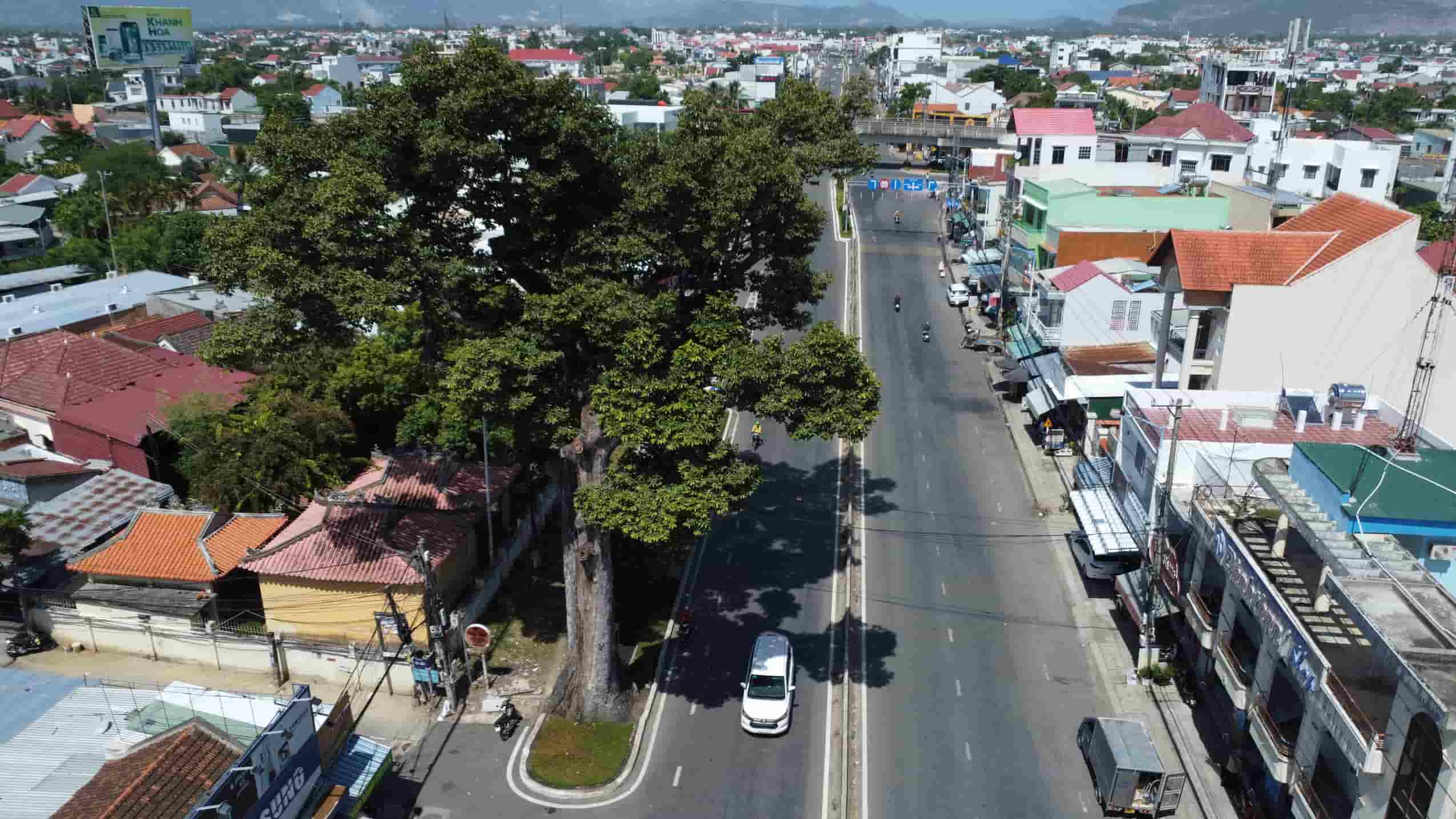 Con cay Dau doi cao khoang 30m, 4-5 nguoi om khong xue dung canh ben da che cho cho Mieu Trinh Phong trai qua bao thang tram cua lich su. Theo cac vi cao nien, khong ai biet ro cay Dau doi bao nhieu tuoi, nhung theo ghi chep, Chua Nguyen Phuc Tan cho cai co Hung Ngoc Hau khai hoang rung, mo mang bo coi nam 1653 da thay cay Dau doi to lon vuot troi giua rung gia, cai co ha lenh khong chat pha de tao bong mat. Nam 2016, cay Dau doi duoc cong nhan la cay di san Viet Nam.