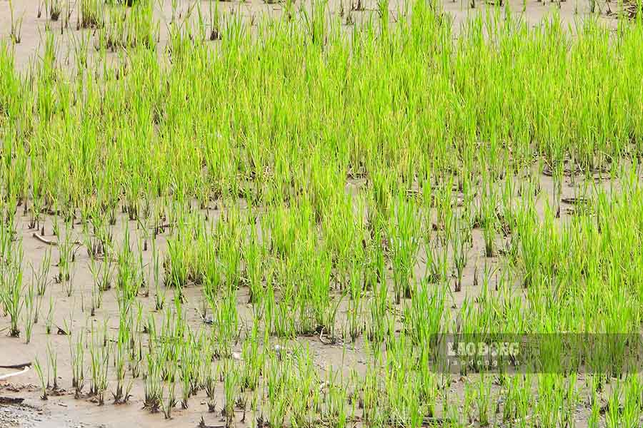  “Ngoai ra, ho tro mo hinh chan nuoi nhu: ga, ngan, vit... thuong pham tao sinh ke cho 395 ho dan mat dat san xuat. Ho tro mo hinh trong trot, cai tao dat, chinh trang bo thua ruong sau khi da duoc san gat lop mat de khoi phuc san xuat voi dien tich 115 ha” – ong Ta thong tin.