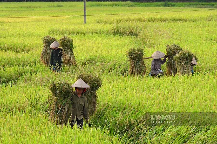 Du con lu vua qua da gay khong it thiet hai, nhung tren nhung canh dong van con nhieu dien tich may man khong anh huong nhieu, nguoi dan Muong Pon dang tat bat thu lua ve nha.