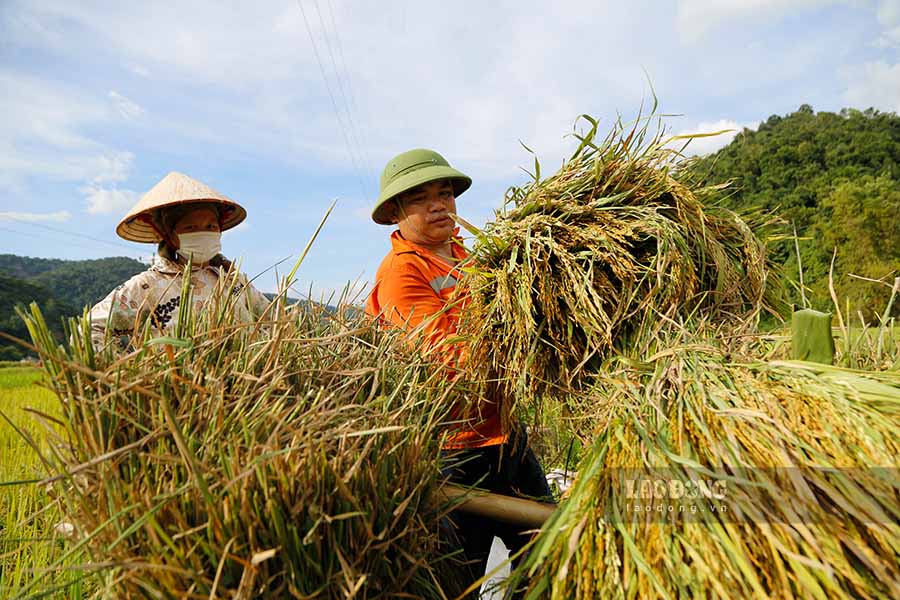 Anh Lo Van Huong - nguoi dan ban Muong Pon 2, chia se: “Gia dinh toi co hon 2.700m2 lua, nhung tran lu vua roi da cuon troi hon mot nua. Voi dien tich nay, chung toi phai lo gao cho 6 mieng an. Gio day, khong biet se xoay so the nao”.