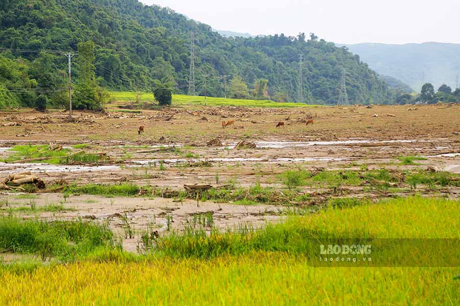 Lu quet da cuop di mua mang cua bao gia dinh nong dan, day ho vao canh trang tay.