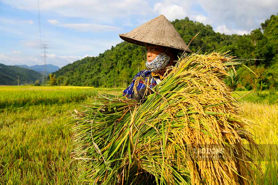 Dang ganh lua giup nha nguoi than, ba Lo Thi Chien - ban Muong Pon 2, ngam ngui noi: “Nha toi mat trang ca 1ha lua. Moi vu, gia dinh toi thu hoach duoc khoang 120 bao thoc. Gio day, khong biet lay gao dau ma an. Vua qua, gia dinh con no phan bon 10 trieu dong, khong biet lay dau ra de tra“.