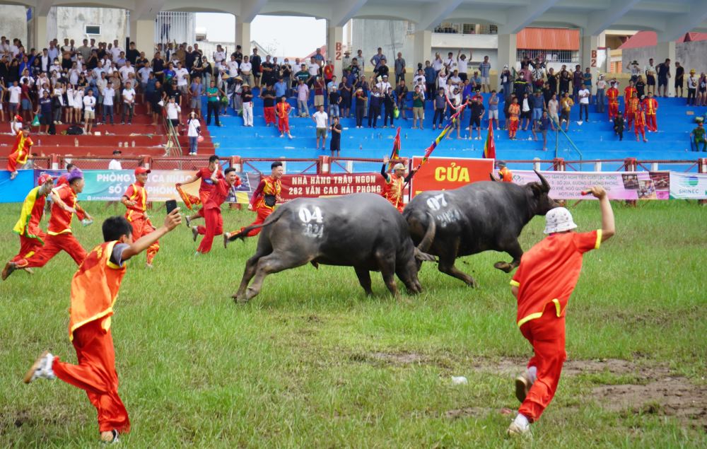 Trâu 04 vô địch Lễ hội chọi trâu truyền thống Đồ Sơn Hải Phòng 2024. Ảnh: Mai Dung