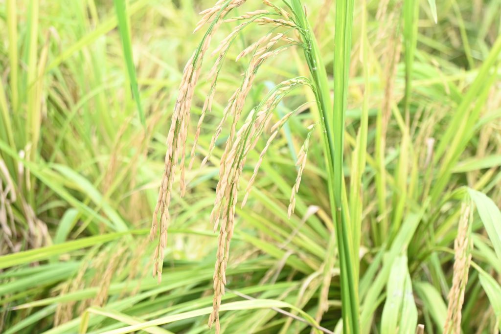 Tháo nước, bó dựng lúa, nông dân Tiền Giang nỗ lực giảm thiệt hại sau mưa lớn. Ảnh: Thành Nhân