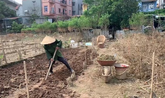 Tây Hồ hỗ trợ người dân ở làng đào Phú Thượng sau bão lũ. Ảnh: Công Hòa