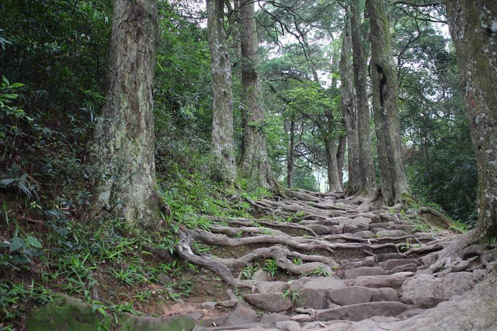 Duong Tung - noi tap trung nhieu cay Xich Tung co nhat. Anh: Nguyen Hung