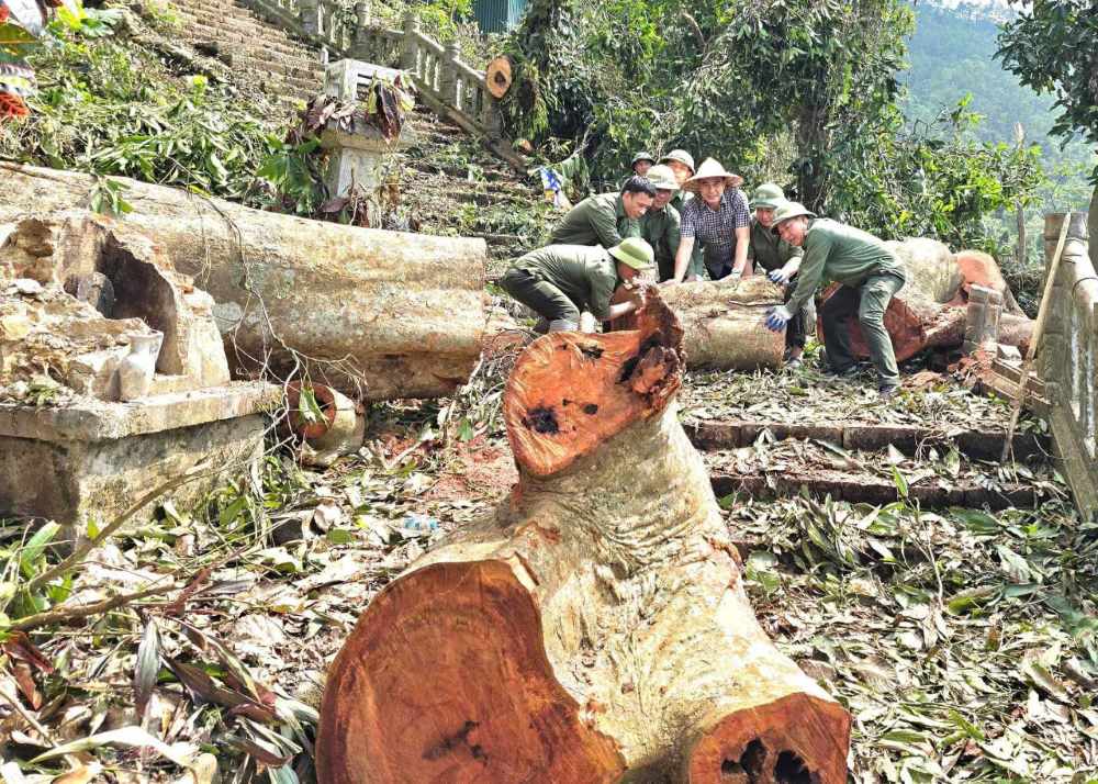 Many trees hundreds of years old on Yen Tu, including the ancient Xich Tung tree, were knocked down by storm No. 3. Photo: Yen Tu National Forest and Monument Management Board.