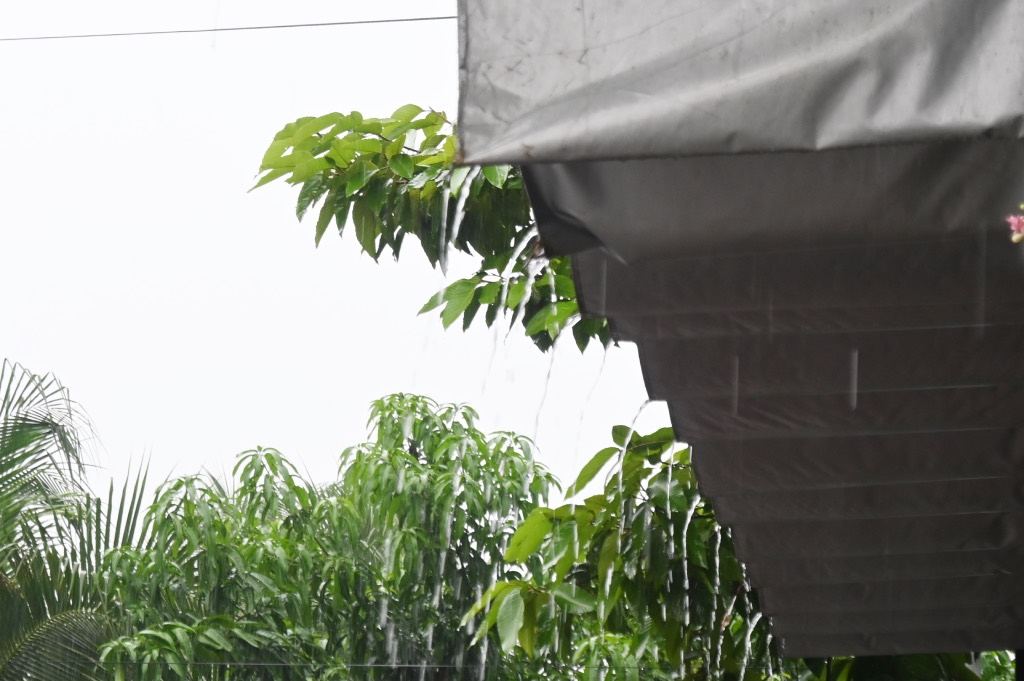 Taking advantage of the rain, people in areas affected by drought and salinity store rainwater in tanks or reservoirs. Photo: Thanh Nhan