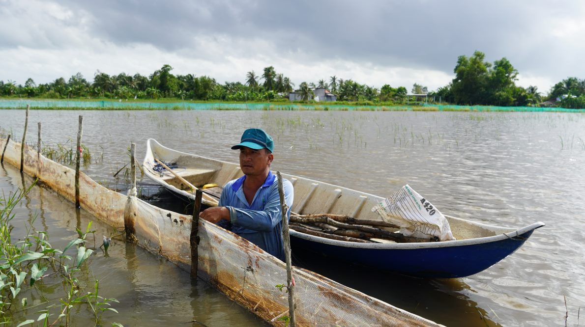 Mô hình nuôi cá trong ruộng lúa mùa nước nổi ở Sóc Trăng