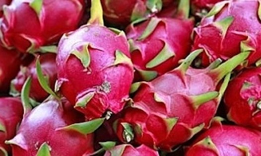 Thanh long là loại trái cây được cho có thể hỗ trợ giảm mỡ bụng và giảm cân. Ảnh: Kiều Vũ