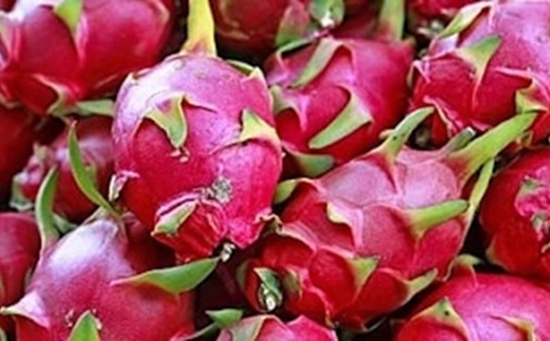 Dragon fruit is a fruit that is said to help reduce belly fat and lose weight. Photo: Kieu Vu