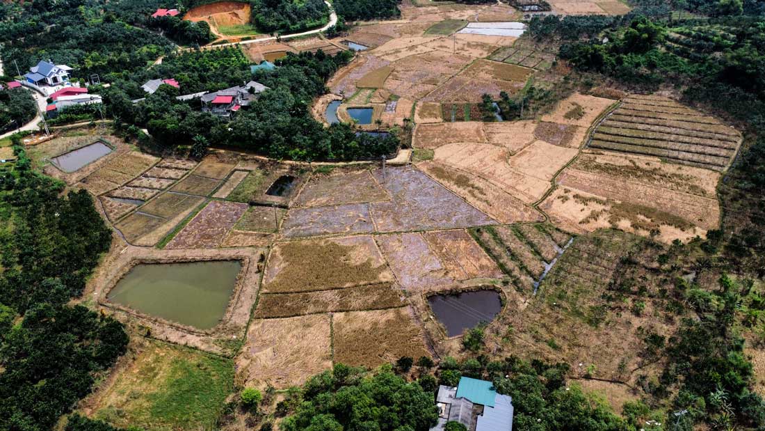 Dai Minh la xa co dien tich buoi dac san lon nhat cua huyen Yen Binh voi gan 500 ha, trong do co 450 ha dang trong thoi ky kinh doanh. Do anh huong cua bao so 3, 90 ha buoi cua cac thon: Kha Linh, Minh Than, Cau Mo bi thiet hai do ngam trong nuoc nhieu ngay. Buoi rung la, rung qua va chet hang loat chiem gan 30 ha. Nhieu cay buoi chuan bi thu hoach gio chet hang loat, qua rung day goc, anh huong lon den thu nhap cua nguoi dan. 