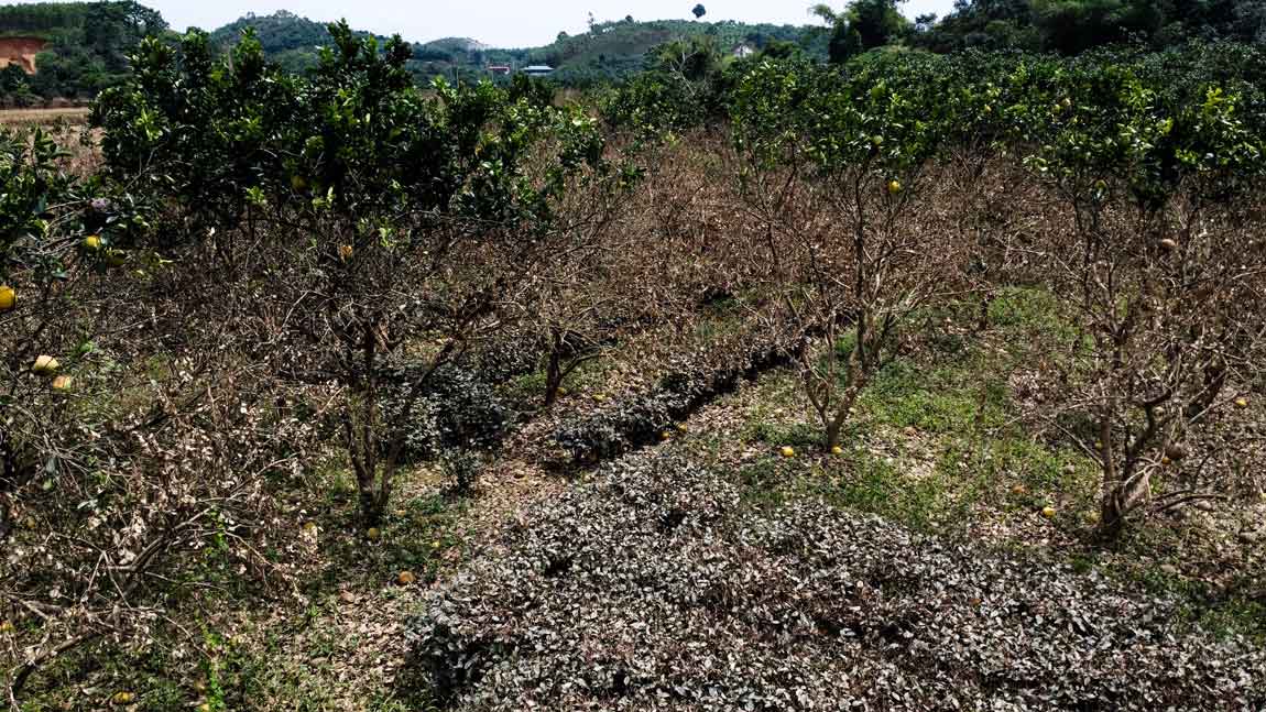 Canh cay, qua heo nam kho heo tren cay da ua vang. Nhieu cay bi rung la, thoi re va dang chet dan chet mon.