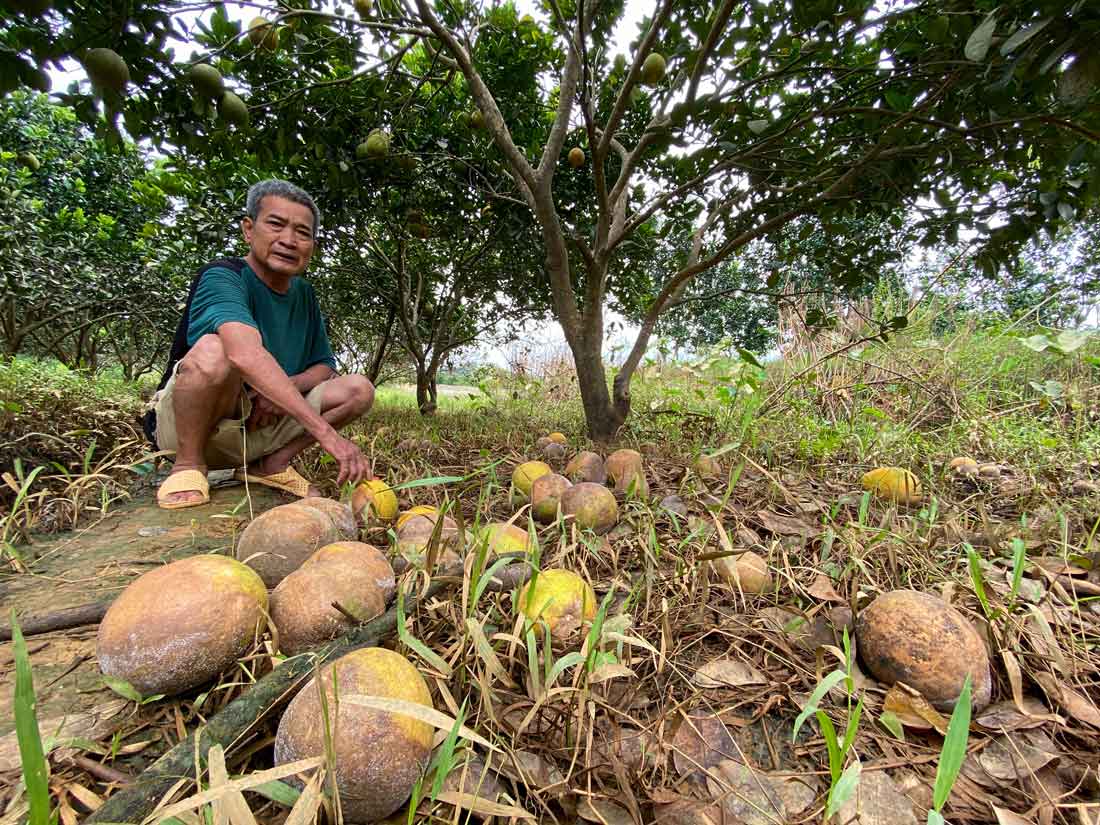 Xot xa nhin nhung cay con song sot trong hon 300 goc buoi cua gia dinh, ong Do Van Bang (68 tuoi, thon Minh Than, xa Dai Minh) cho biet: “Tat ca gia tai deu bi nhan chim trong tran lu vua qua. Chua ke toi dang cho vu thu hoach nam nay de tra not khoan no hon 100 trieu dong“.