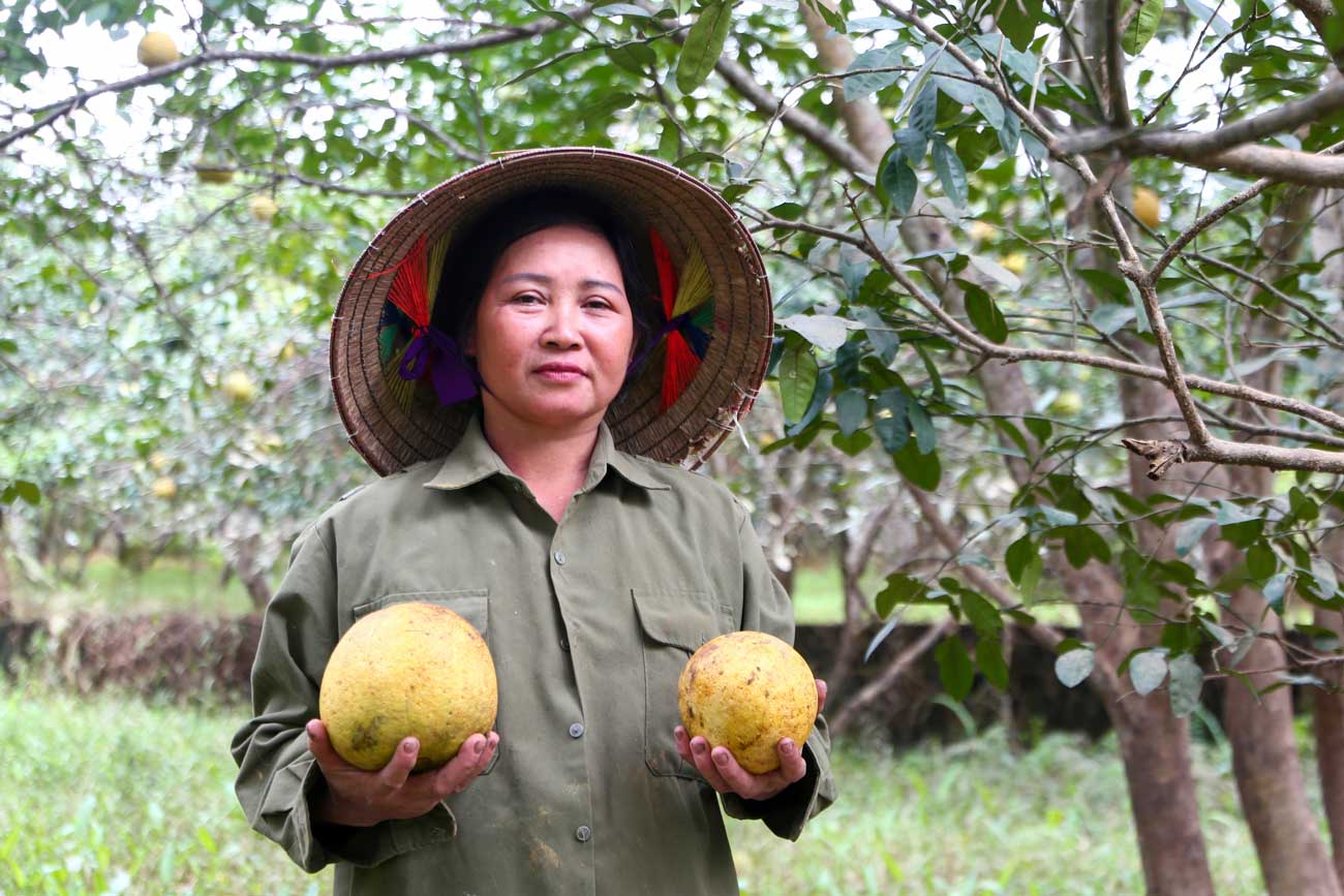 Vua nhan coc cua thuong lai hon 30 trieu dong cho vu mua sap toi, ba Hoang Thi Ngoc (thon Minh Than) lai ngam ngui, dau xot tra lai so tien tren. “Hon 200 goc buoi cua gia dinh chet gan chet mon, neu khong ngap lut, gia dinh se thu hoach duoc vai chuc nghin qua buoi, uoc tinh hon 100 trieu dong, nhung gio chi vot vat duoc 5 trieu dong“, nguoi phu nu xot xa.