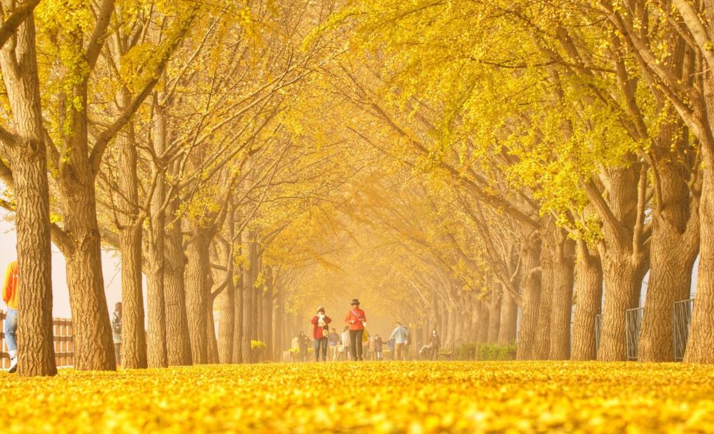 Hang cay ngan hanh noi tieng o thanh pho Asan, Han Quoc. Anh: Lee Bui