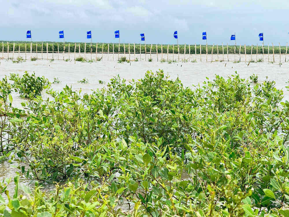 Sau nam dau tien khoanh nuoi, canh rung da co hon 71.000 cay moi duoc tai sinh. Ảnh: Vinamilk