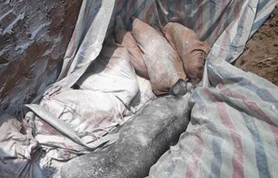 Dịch tả lợn châu Phi xuất hiện tại xã Nà Hỳ, huyện Nậm Pồ, tỉnh Điện Biên. Ảnh: Huyện Nậm Pồ