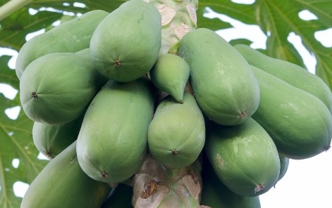 Đu đủ được cho là có ích cho bệnh gan nhiễm mỡ. Ảnh: Kiều Vũ