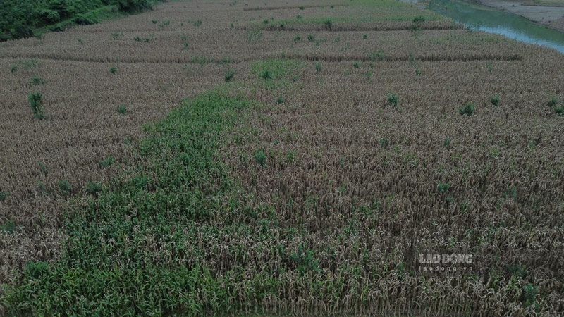 Xa Vo Lao chu yeu san xuat nong nghiep, dot bao lu vua qua, nhieu dien tich cay trong cua nguoi dan bi thiet hai. Anh: Dinh Dai