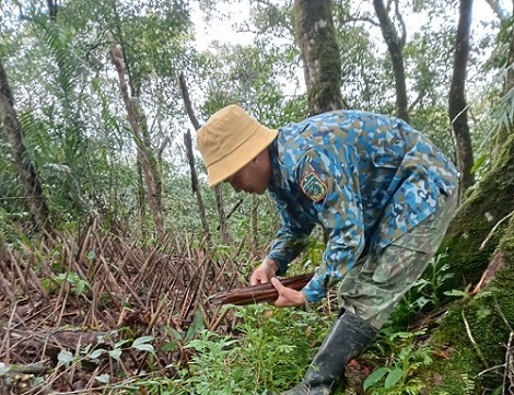 Người dân rải bẫy chông tre để chống nạn trộm cắp sâm Ngọc Linh. Ảnh: Thanh Tuấn
