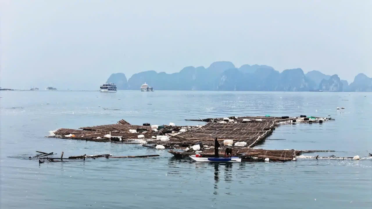 Bamboo rafts broken off from an aquaculture area float on Ha Long Bay. Photo: Hoang Duong