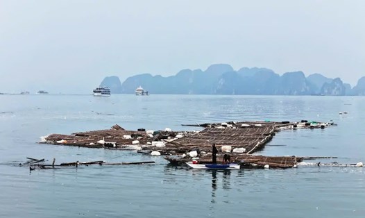 Các bè tre vỡ ra từ khu nuôi trồng thủy sản trôi nổi trên vịnh Hạ Long. Ảnh: Hoàng Dương