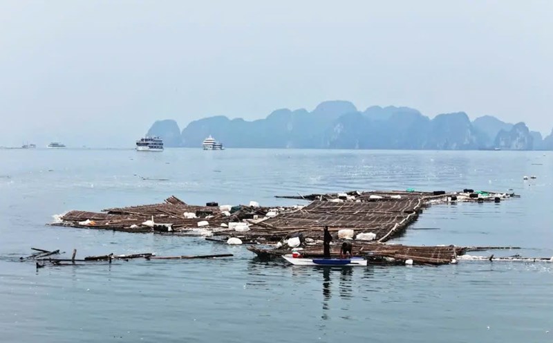 Bamboo rafts broken off from an aquaculture area float on Ha Long Bay. Photo: Hoang Duong
