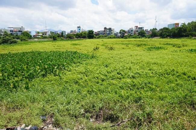  Ho dieu hoa Bau Ca o  TP Quang Ngai co nhiem vu thoat nuoc mua, dieu hoa khong khi cho TP Quang Ngai, tuy nhien, nhieu nam qua ho bi boi lang, cay co moc um tum, gian tiep gay ngap nuoc cuc bo o TP Quang Ngai. Anh: Vien Nguyen 