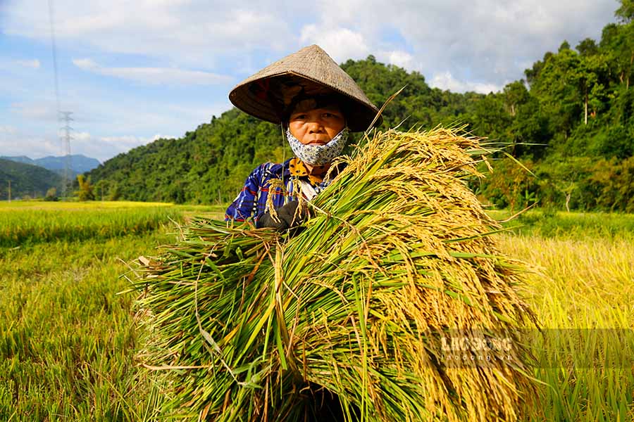 Ba Lo Thi Chien di gat giup nguoi than vi toan bo dien tich lua cua gia dinh ba da mat trang.