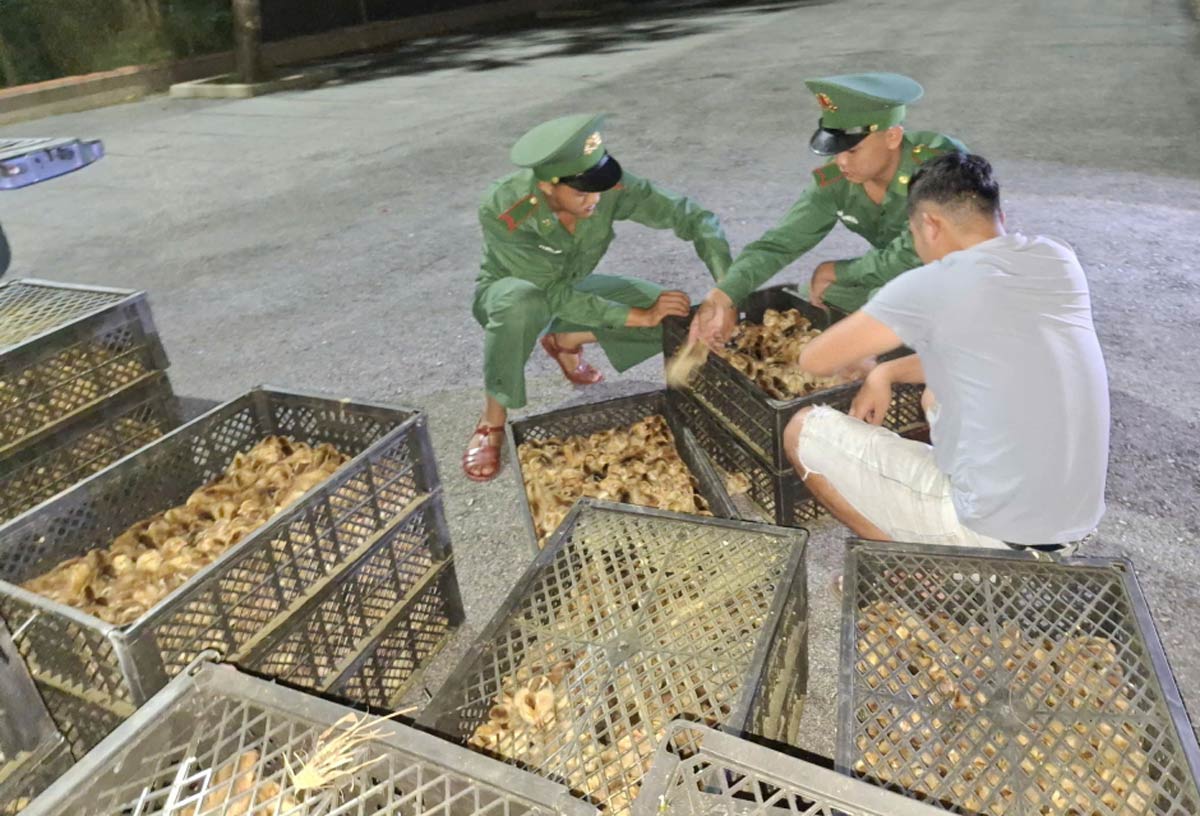 Po Hen Border Guards count the number of breeding chickens in 32 plastic trays. Photo: Huu Viet