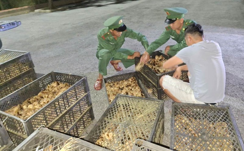 Po Hen Border Guards count the number of breeding chickens in 32 plastic trays. Photo: Huu Viet