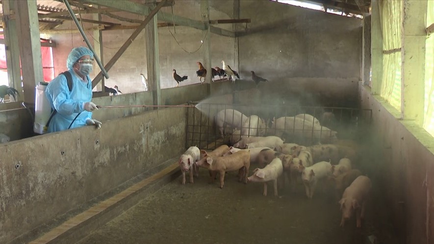 Can Tho strengthens animal disease prevention and vaccination for livestock. Illustration photo: Van Sy