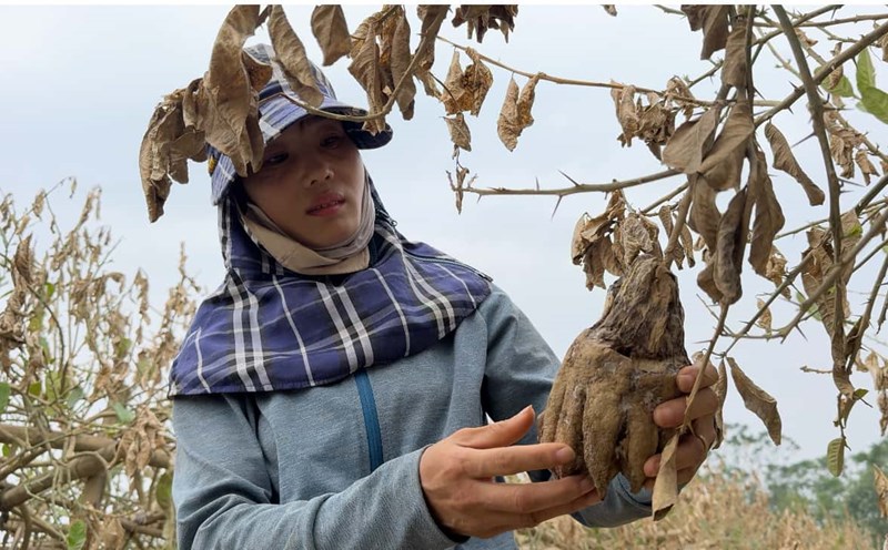 Lost Buddha's hand crop during Tet holiday due to storm and flood