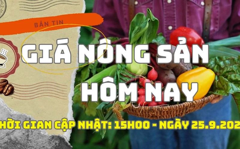 Today's Agricultural Prices 9/25: Pepper prices drop up to 3,000 VND/kg