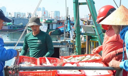 Đến nay, toàn TP Đà Nẵng có 1536 tàu cá. Ảnh: Nguyễn Linh