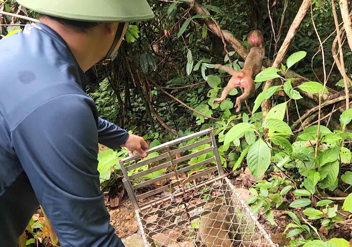 15 cá thể động vật hoang dã được thả về tự nhiên tại Quảng Bình. Ảnh: Đ.Nguyễn