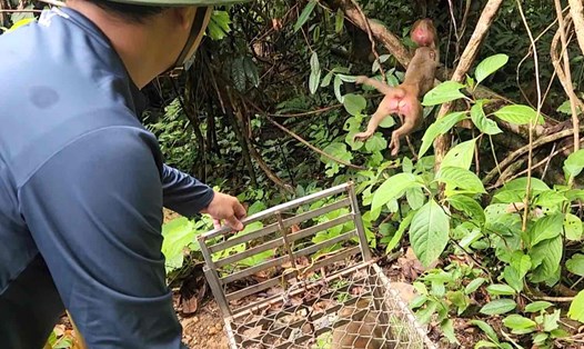 15 cá thể động vật hoang dã được thả về tự nhiên tại Quảng Bình. Ảnh: Đ.Nguyễn