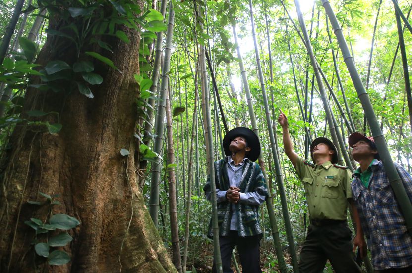 The units proposed that the forest protection contracting activities should expand the subjects to benefit from the sale of carbon credits. Photo: Hung Tho