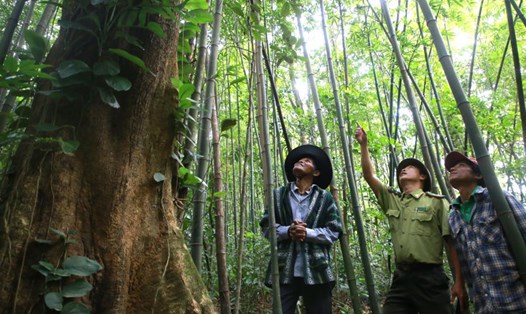 Các đơn vị kiến nghị đối với hoạt động giao khoán bảo vệ rừng cần mở rộng đối tượng để được hưởng tiền từ bán tín chỉ carbon. Ảnh: Hưng Thơ
