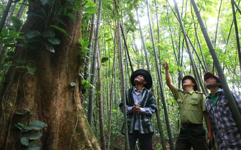 The units proposed that the forest protection contracting activities should expand the subjects to benefit from the sale of carbon credits. Photo: Hung Tho