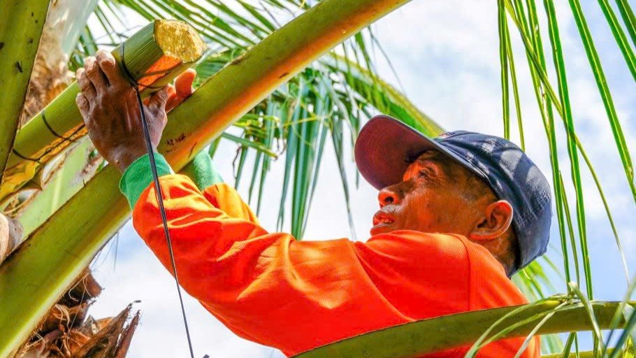 Nông dân massage hoa dừa để lấy mật.