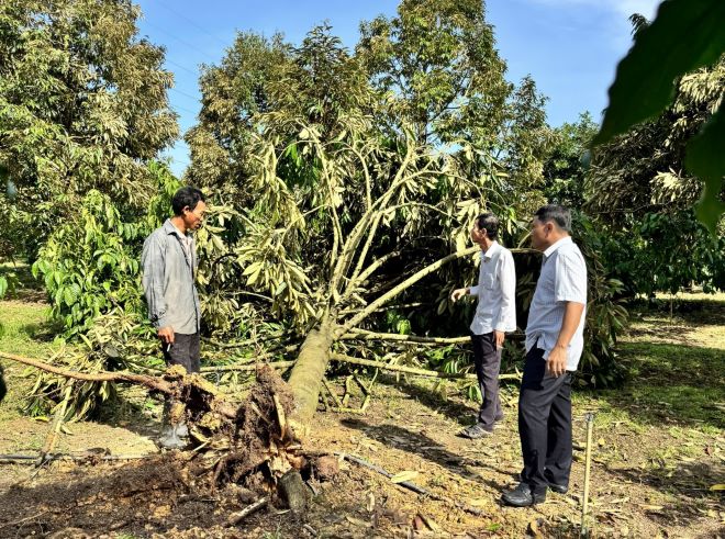 Sầu riêng bị bật gốc, gây thiệt hại lớn. Ảnh: Hoài Thanh