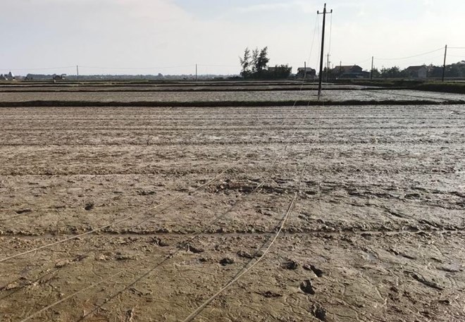 Two women in Lao Cai were electrocuted to death while visiting their fields. Illustrative photo