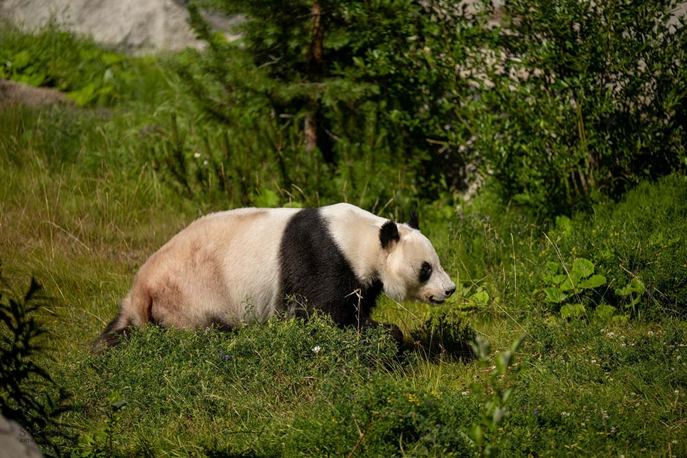 Gấu trúc tại vườn thú Phần Lan. Ảnh: Ähtäri Zoo