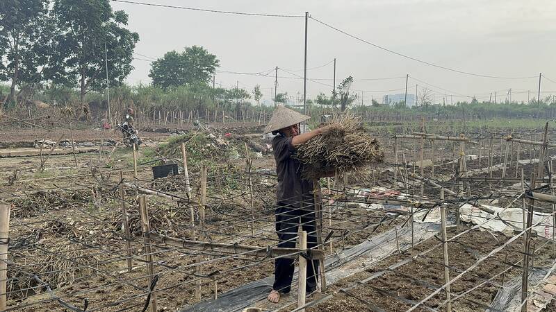 Daisy crop failure, farmers strive to restore production. Photo: Hoang Loc