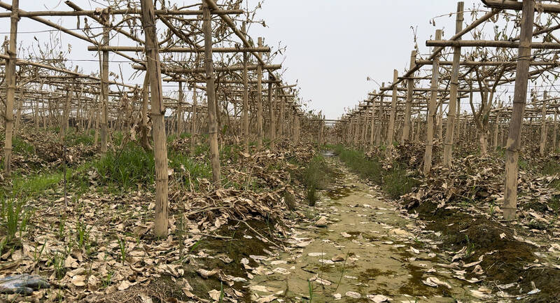 Many Buddha's hand tree gardens in Dan Phuong district dried up after the storm and flood. Photo: Hoang Loc