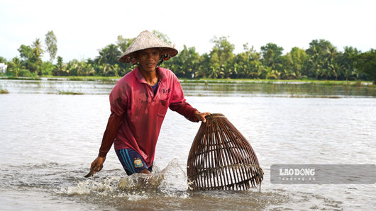 Soc Trang farmers catch fish during the flood season.