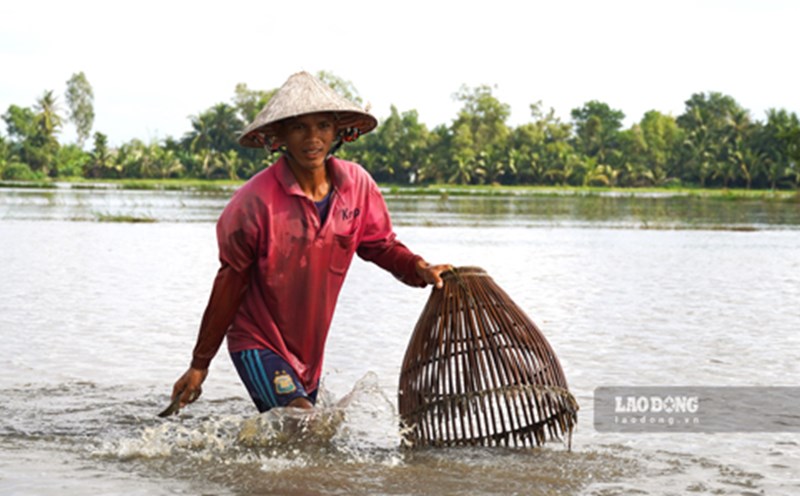 Soc Trang farmers catch fish during the flood season.