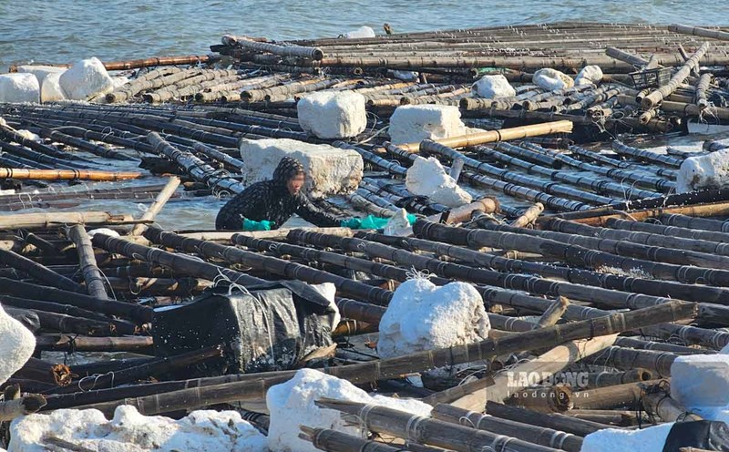 Waste is damaged aquaculture cages floating in the waters of Tuan Chau tourist area, Ha Long city. Photo: Doan Hung